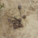 Sedum rubens Hoja