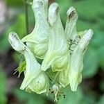 Aconitum lycoctonum Flors