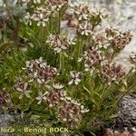 Saponaria lutea Hábito