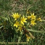 Gagea reverchonii Habit