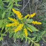 Solidago rugosa Цветок