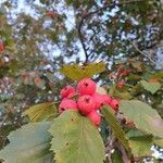 Crataegus persimilis Плод