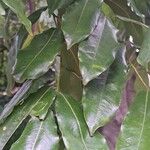 Castanospermum australe Blatt