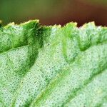 Helianthus silphioides Ліст