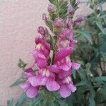 Antirrhinum majus Bloem