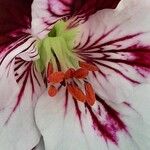 Pelargonium grandiflorum Kwiat