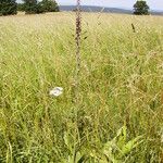 Veratrum nigrum Hábito