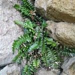 Asplenium marinum Habit