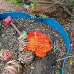 Haemanthus coccineus Flower