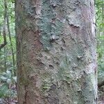 Chaetocarpus schomburgkianus Corteza