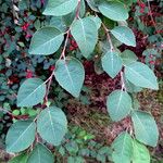 Cotoneaster multiflorus पत्ता