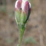 Hymenothrix wrightii Lorea