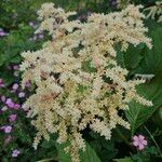 Rodgersia aesculifolia Flor