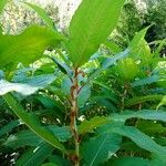 Koenigia polystachya পাতা