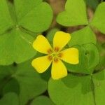 Oxalis grandis Květ