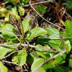 Orthilia secunda Leaf