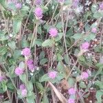 Gomphrena serrata Цветок