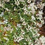 Antennaria alpina Цветок