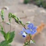 Veronica chamaedrysFlower