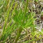 Anemone decapetala Leaf