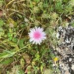 Crepis rubra Fleur