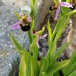 Ophrys apifera Blüte