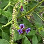 Echium stenosiphon ᱵᱟᱦᱟ