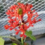 Jatropha podagrica Blüte