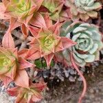 Aeonium leucoblepharum Folha