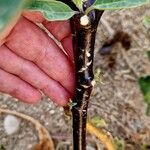 Datura metel Cortiza