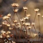 Ptilostemon chamaepeuceᱵᱟᱦᱟ