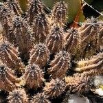 Tavaresia angolensisموطن