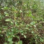 Cordia monoica Blad