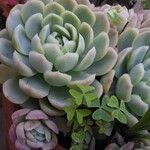 Echeveria derenbergii其他