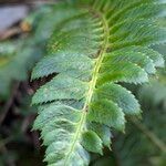 Polystichum lonchitisLiść