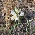 Chlorophytum tuberosum Blüte