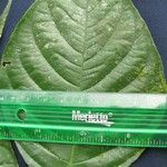 Palicourea longiinvolucrata Leaf