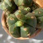 Gymnocalycium anisitsii Кветка