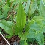 Gentiana punctata Habit