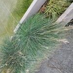 Festuca glaucaΦύλλο