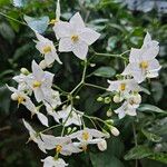 Solanum laxum Flower