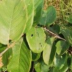 Bridelia ferruginea Leaf
