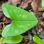 Hexastylis arifolia Hostoa