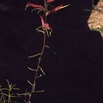 Castilleja linariifolia Habit