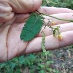 Aeschynomene villosa Leaf