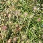 Nigella arvensis Fruitua