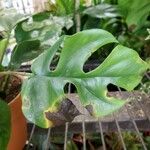 Monstera minima Blatt