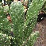 Consolea rubescens Hoja