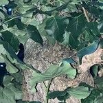 Populus x canadensis Frunză