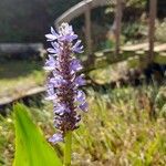 Pontederia cordata Blomma